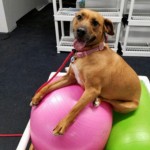 The Canine Coach Greatmats rubber topped foam dog flooring thumbnail