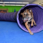 Cushioned, interlocking dog agility mats add comfort