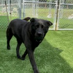 Rubber Cobblestone Tiles for Outdoor Dog Daycare Areas thumbnail