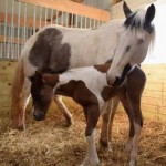 Foal thumbnail