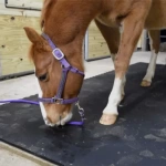 Horse Stall Mats 10x10 Ft Kit - Natural