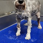 dog grooming mat thumbnail