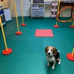 Home Dog Agility Training floor thumbnail