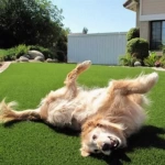 Artificial Grass Turf UltimatePet Dog Daycare Flooring