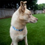 artificial turf for no grass backyards for dogs thumbnail