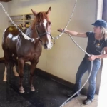 Washbay Horse Stall Mats Animal Flooring Custom Kit Sizes per SF