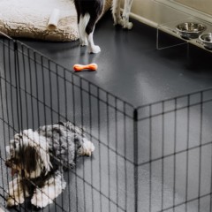 G-Floor Protective Kennel Floor Mat 5x10 Ft. two dogs on slate gray mat