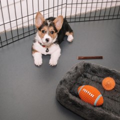 G-Floor Protective Kennel Floor Mat Ceramic Texture 50 Mil x 5x10 Ft. in slate gray with puppy, bed and toys