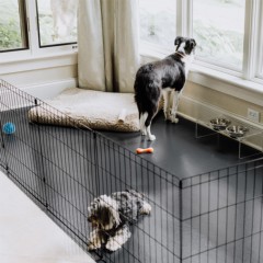 G-Floor Protective Kennel Floor Mat 5x10 Ft. two dogs on slate gray mat