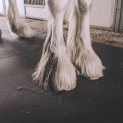 Clydesdale standing on Rubber Mat Classic Straight Edge 3/4 Inch x 4x6 Ft