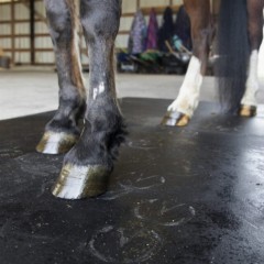 https://www.greatmats.com/thumbs/240x240/images/northwest-rubber/nwr-classic-rubber-mats-horse-stall-grooming-area.jpg