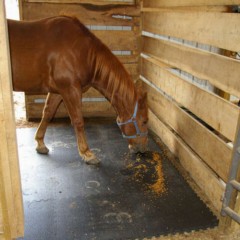 Portable Horse Stall Mats 3/4 Inch x 2x2 Ft.