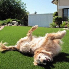 Artificial Grass Turf UltimatePet Dog Daycare Flooring