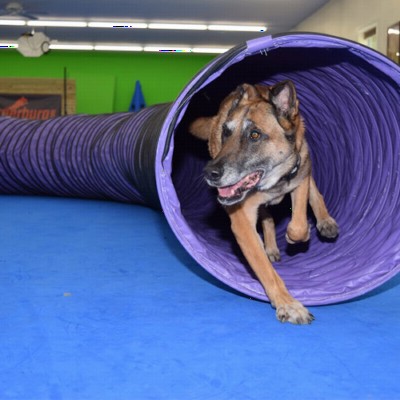 dog in tunnel lying on agility mats flooring