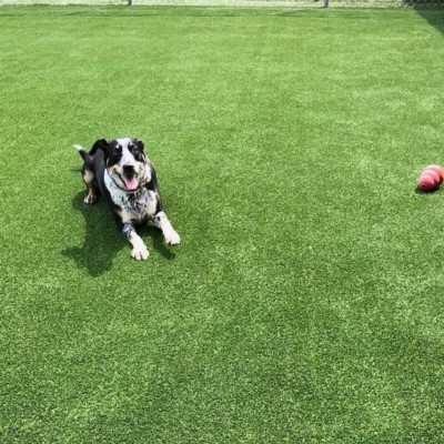 happy dog laying on Pet Heaven Artificial Grass Turf Roll