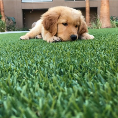 Puppy laying on Traffic Blade Silver Artificial Turf Roll 1-1/2 Inch x 15 Ft. Wide Per SF