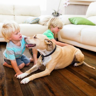 Engineered Hardwood Flooring Florence Green Family and Pet