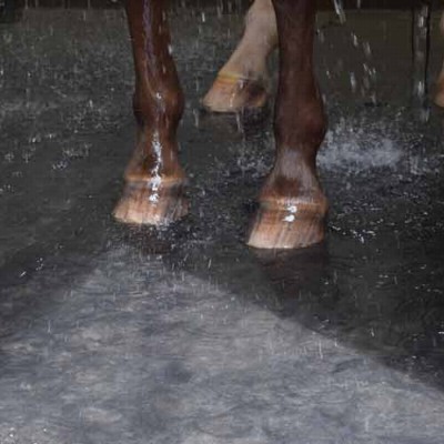 close up of horse's feet in washbay with rubber mats