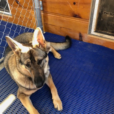 HVD Kennel Matting Roll 13.5 mm x 3x33 Ft. German Shepherd Dog on Blue Mat