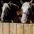 Draft Horses in Barn Stall