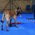 English shepard on dog agility flooring tiles