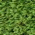 Top close up Simply Natural Artificial Grass Turf 1-1/2 Inch x 15 Ft. Wide Per SF