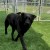 black dog playing on Pet Heaven Artificial Grass Turf at dog boarding kennel