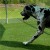 Great Dane dog walking on Pet Heaven Artificial Grass Turf in outdoor dog kennel
