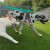 two dogs walking on Pet Heaven Artificial Grass Turf at outdoor dog daycare area