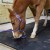 Horse Stall Mats 10x10 Ft Kit - Natural showing horse in stall.