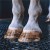 Close up of horse standing on Wash Rack Classic Interlocking Mat 1/2 Inch x 3x3 Ft.