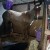 Portable Horse Stall Mats customer horse in barn