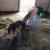 Portable Horse Stall Mats customer horses in barn