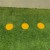 Fit Turf Indoor Artificial Turf 5mm Padded Green yellow dots.