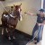 Washbay Horse Stall Mats Custom Kit Sizes per SF